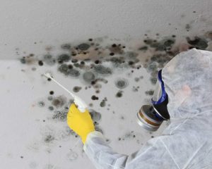 how to remove mold from ceiling westchester county ny