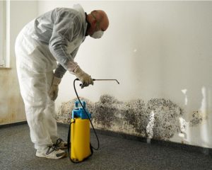 how to remove mold from drywall westchester county ny