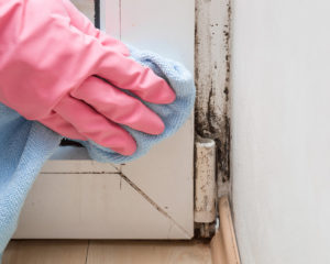 how to remove mold from wood westchester county ny